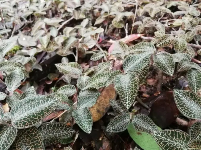 Chinese Scientists in Wuhan Unlock Anoectochilus Roxburghii After 20 Years of Research & Successfully Develop Class 1 Innovative Investigational Drug Chinese Scientists in Wuhan Unlock Anoectochilus Roxburghii After 20 Years of Research & Successfully Develop Class 1 Innovative Investigational Drug