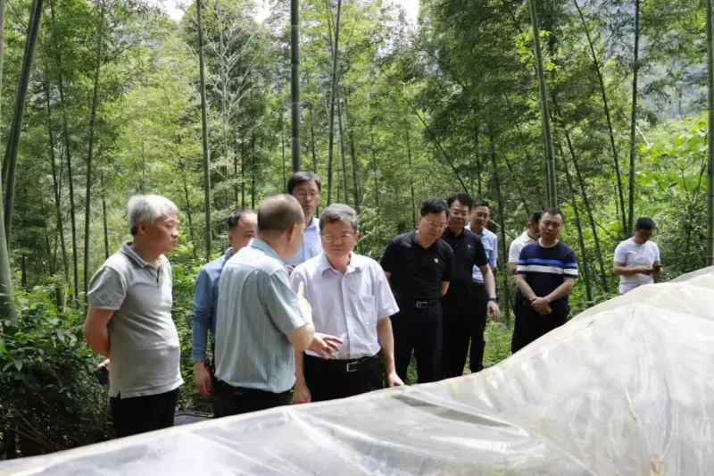 Liu Shuren, Director of the Development and Reform Department of the National Forestry and Grassland Administration, investigates the Anxin Shibawan Anoectochilus planting base Liu Shuren, Director of the Development and Reform Department of the National Forestry and Grassland Administration, investigates the Anxin Shibawan Anoectochilus planting base
