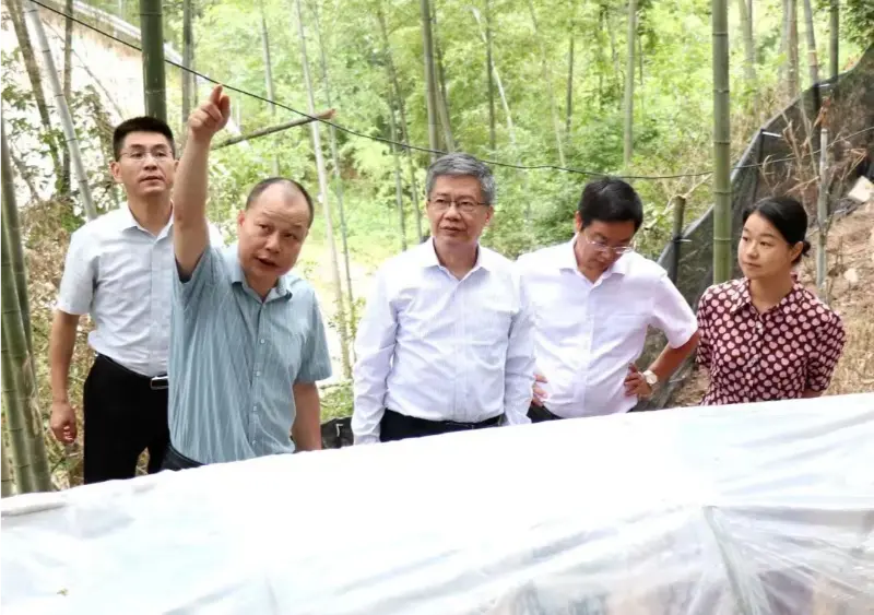 Liu Hongning, Dean of the Advanced Research Institute of Jiangxi University of Traditional Chinese Medicine and former Party Secretary of the university, leads the provincial expert group for comprehensive reform of traditional Chinese medicine in Jiangxi to conduct research at our Anoectochilus base Liu Hongning, Dean of the Advanced Research Institute of Jiangxi University of Traditional Chinese Medicine and former Party Secretary of the university, leads the provincial expert group for comprehensive reform of traditional Chinese medicine in Jiangxi to conduct research at our Anoectochilus base